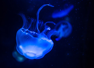 Moon Jellyfish in sea water