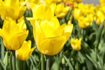 Obraz premium An Amazing yellow tulips - yellow background