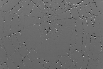 rain drops on cobweb