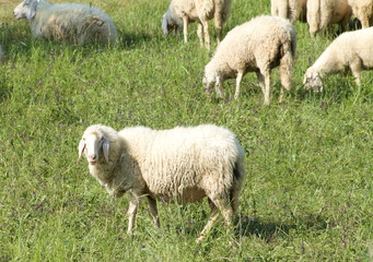 Obraz na płótnie Canvas sheep in a field standing on the grass