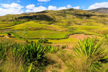 Naklejka premium Landscape with rice fields in central Madagascar