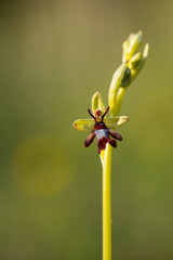 Fliegen-Ragwurz (Ophrys insectifera)