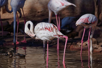 Flamant rose