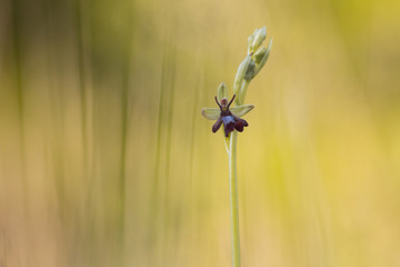 Fliegen-Ragwurz (Ophrys insectifera)