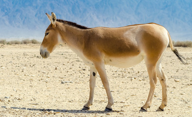 
The onager (Equus hemionus) is a brown Asian wild donkey inhabiting Israeli nature reserve park near Eilat
