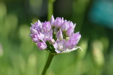 Allium