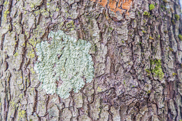 Tree bark with colorful lichens