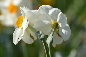 Fototapeta premium narcisse