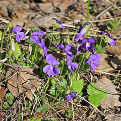 Downy violet (Viola hirta)