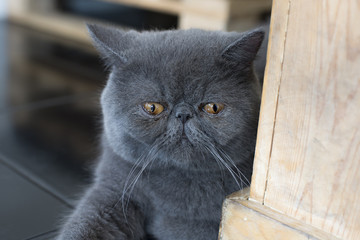 The look of gray Persian cat