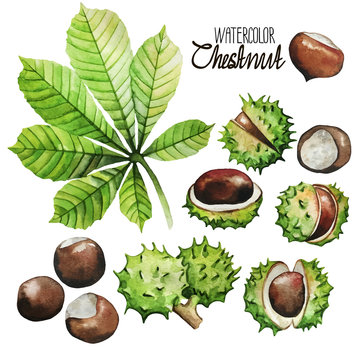 Watercolor chestnut collection