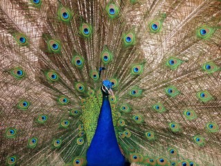 Obraz premium Peacock with the opened tail
