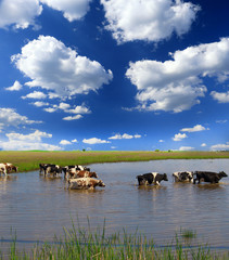 Cows crossing the river