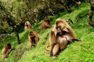 Naklejka premium Gelada baboon monkey in the Ethiopian Siemen National Park 
