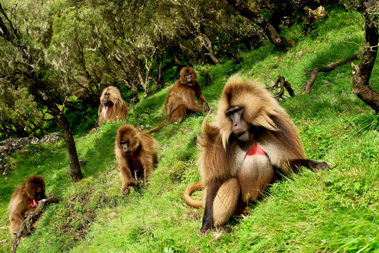 Gelada baboon monkey  in the Ethiopian Siemen National Park

