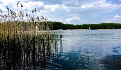 Brzeg jeziora z żółtą trzciną, spokojna tafla wody, zachmurzone niebo i odbijające się...