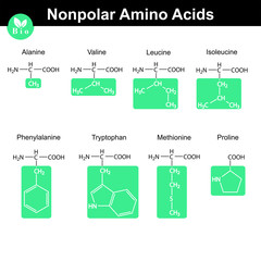 Amino acids with marked radicals, nonpolar group