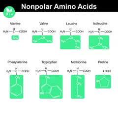 Foto op Canvas Amino acids with marked radicals, nonpolar group © logos2012