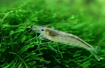 Naklejka premium Yamato shrimp on java moss
