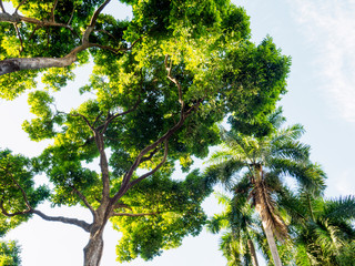 Tropical trees against blue sky