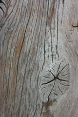 Wood Gnarl Texture