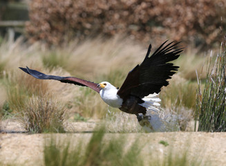 Close up of an African Fish Eagle catching food