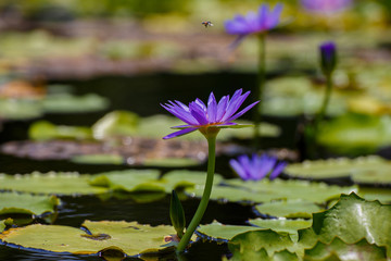Purple lotus.