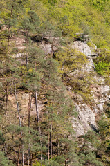 Fototapeta premium Deutsche Landschaften. Bäume
