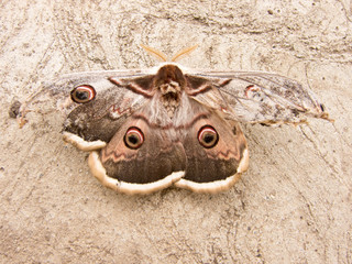saturnia pyri butterfly with damaged wings
