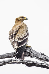 Tawny Eagle isolated in white background