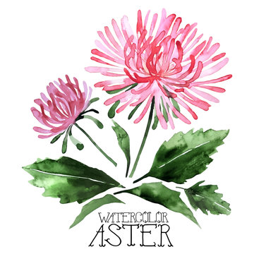 Watercolor Aster Set