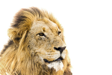 Lion portrait isolated in white background
