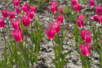 Close up on red Tulips (Tulipa)