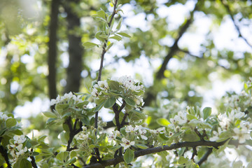 Close up on blossom Pyrus Nivalis ( Pear Tree)