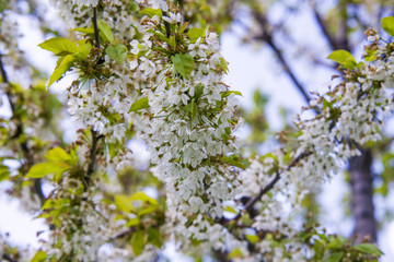 Close up on blossom Pyrus Nivalis ( Pear Tree)