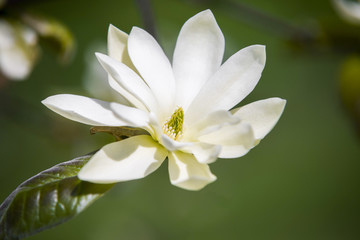 Close up on Magnolia Gold Star  (Magnoliaceae)