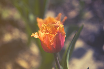 close up on Orange Tulips,  vintage  effect