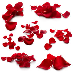 Obraz premium Petals of red rose