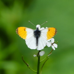 oranfe tip butterfly