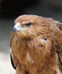 Close up of a Tawny Eagle