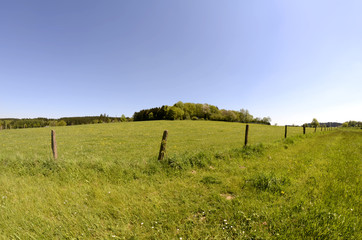 Sommerwiese und Sommerlandschaft