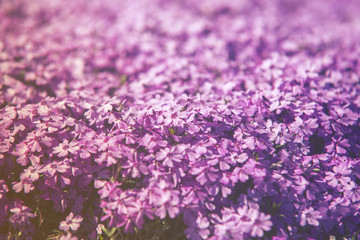 close up on flower Phlox Subulata (Polemoniaceae),  sunset or sunrise