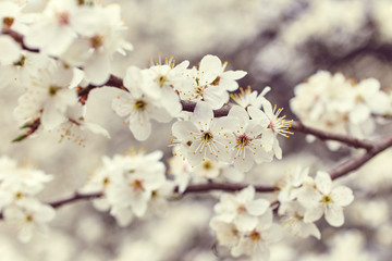 Spring blooming tree