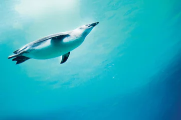Plexiglas foto achterwand Conceptie van duikpinguïn ondergedompeld in blauw water. © Daniel Krasoń