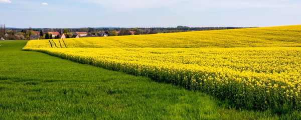 Frühling, Rapsblüten auf einem Feld (Brassica napus)