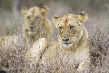 African lion in Kruger National park, South Africa
