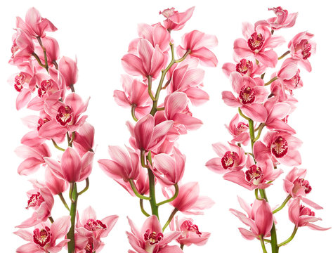 Fototapeta Orchid flowers