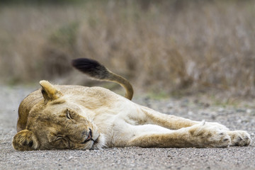 African lion in Kruger National park, South Africa