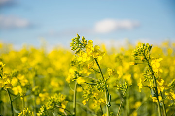 Obraz premium Rapeseed field in spring and sky