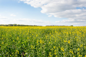 Fototapeta premium Rapeseed field in spring and sky